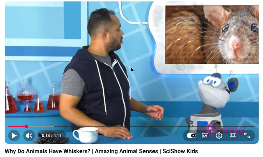 Why Do Animals Have Whiskers? — ホスト、Squeaks、本物のネズミのひげのクローズアップ；捕食シーンではありません。