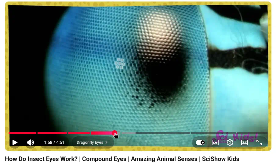 How Do Insect Eyes Work? — トンボの複眼クローズアップ;チャプター Dragonfly Eyes。